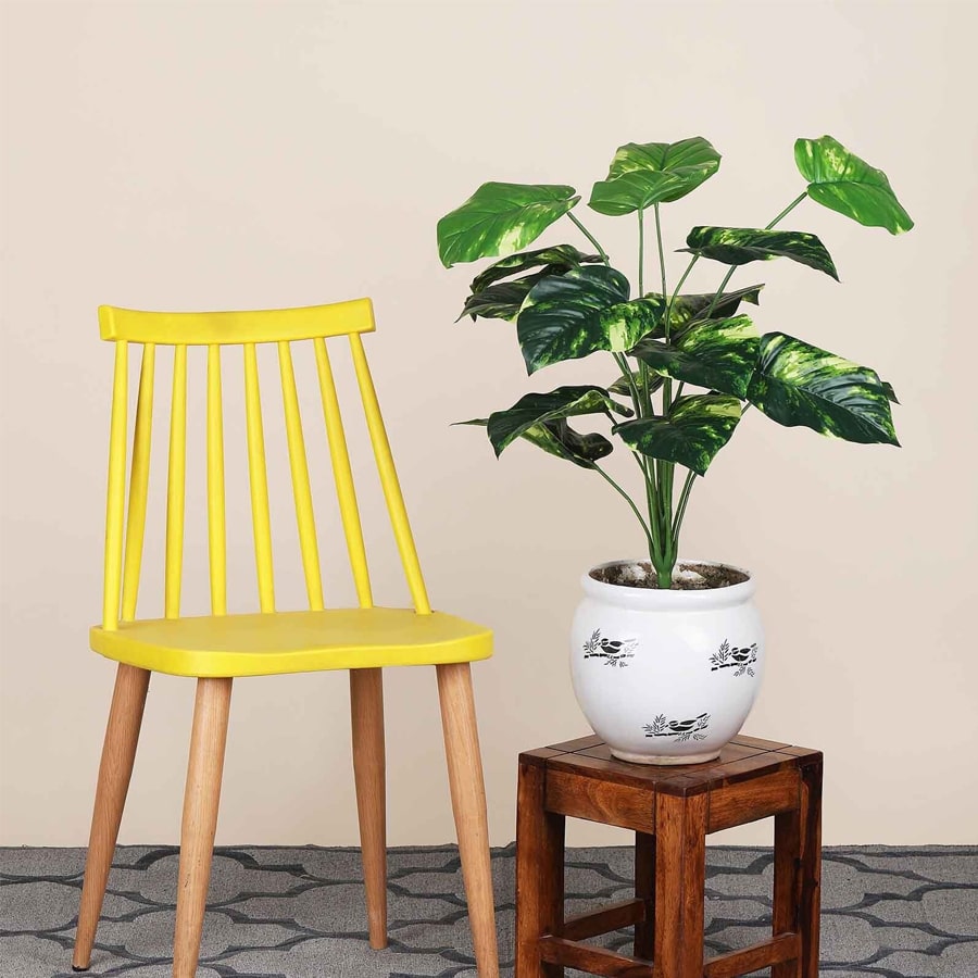 18 Leaf Money Plant