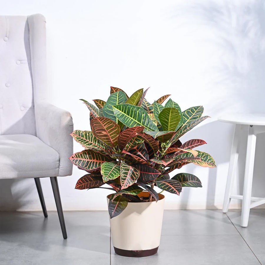 Croton Petra XL