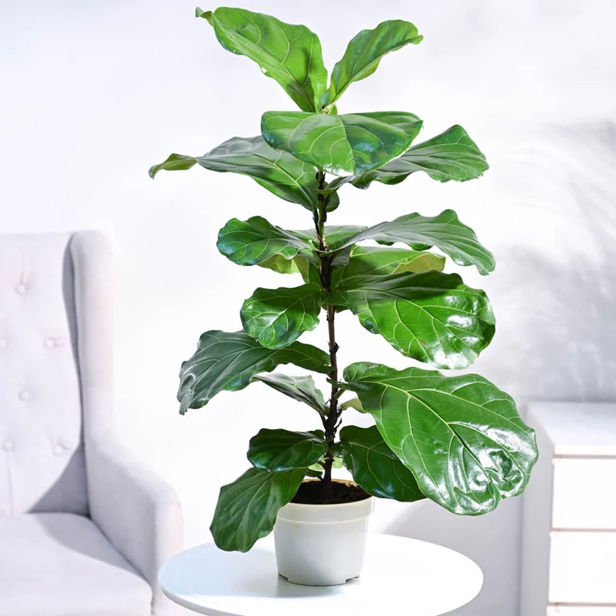 Fiddle Leaf Fig Plant