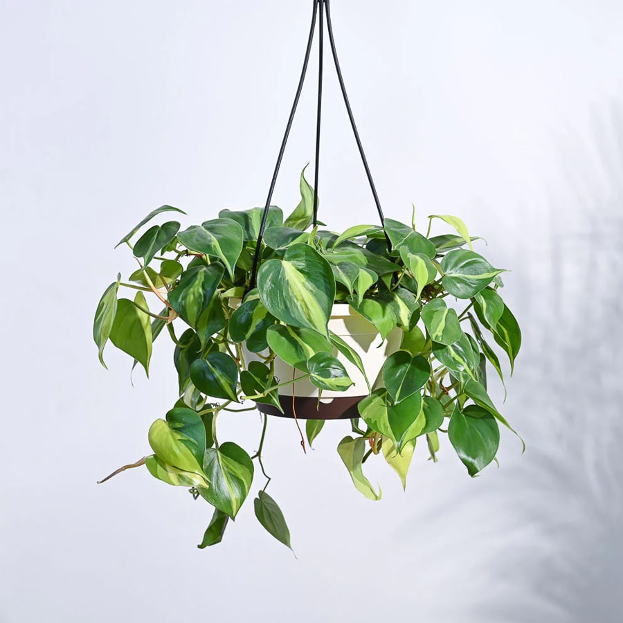 Philodendron Brasil Hanging Pot