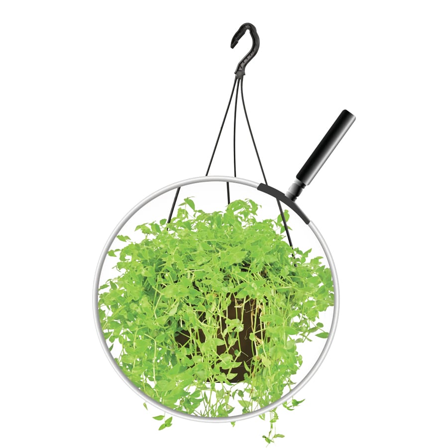 Turtle Vine